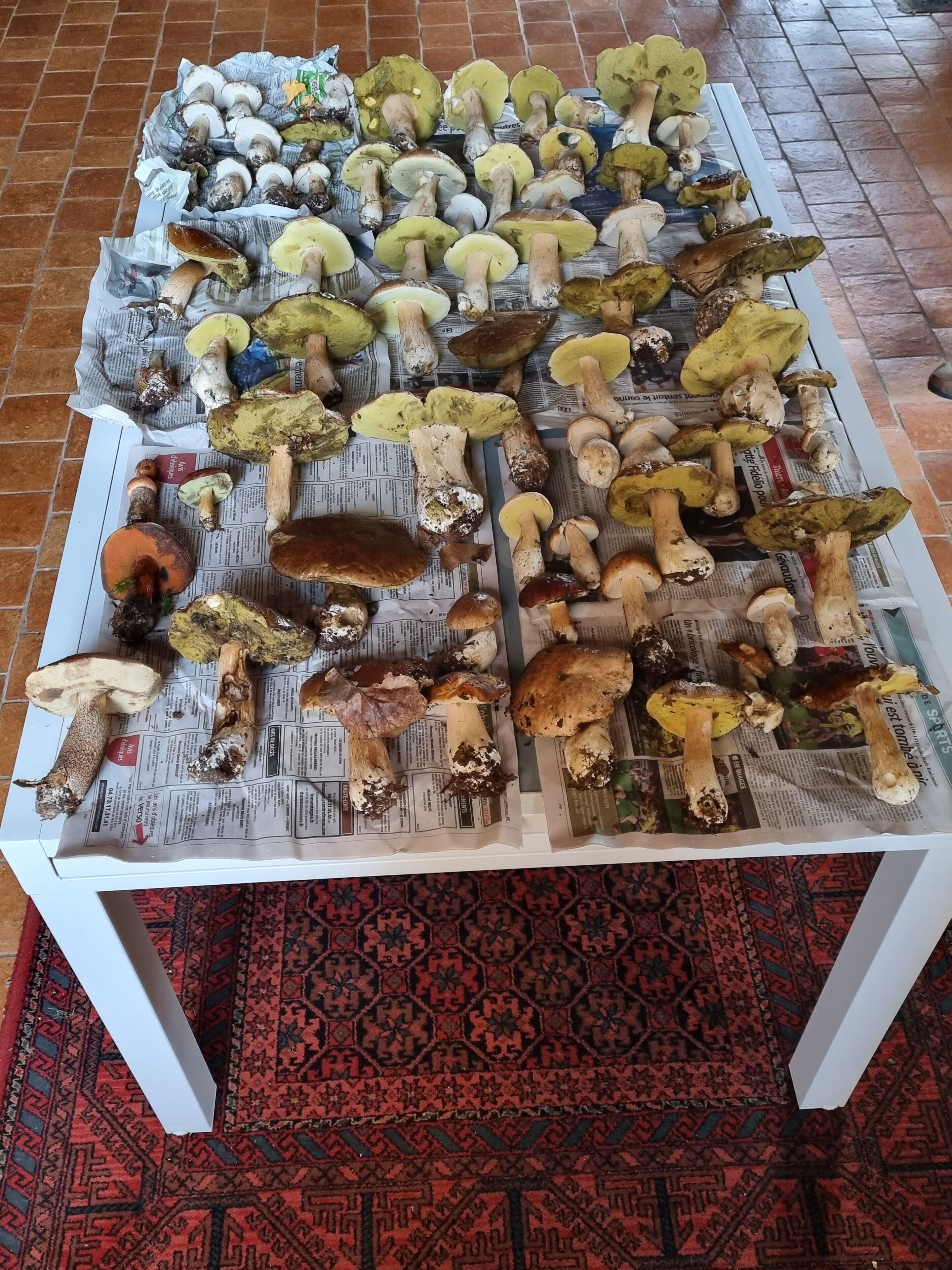 Una mesa cubierta con diversos hongos sobre papel periódico.