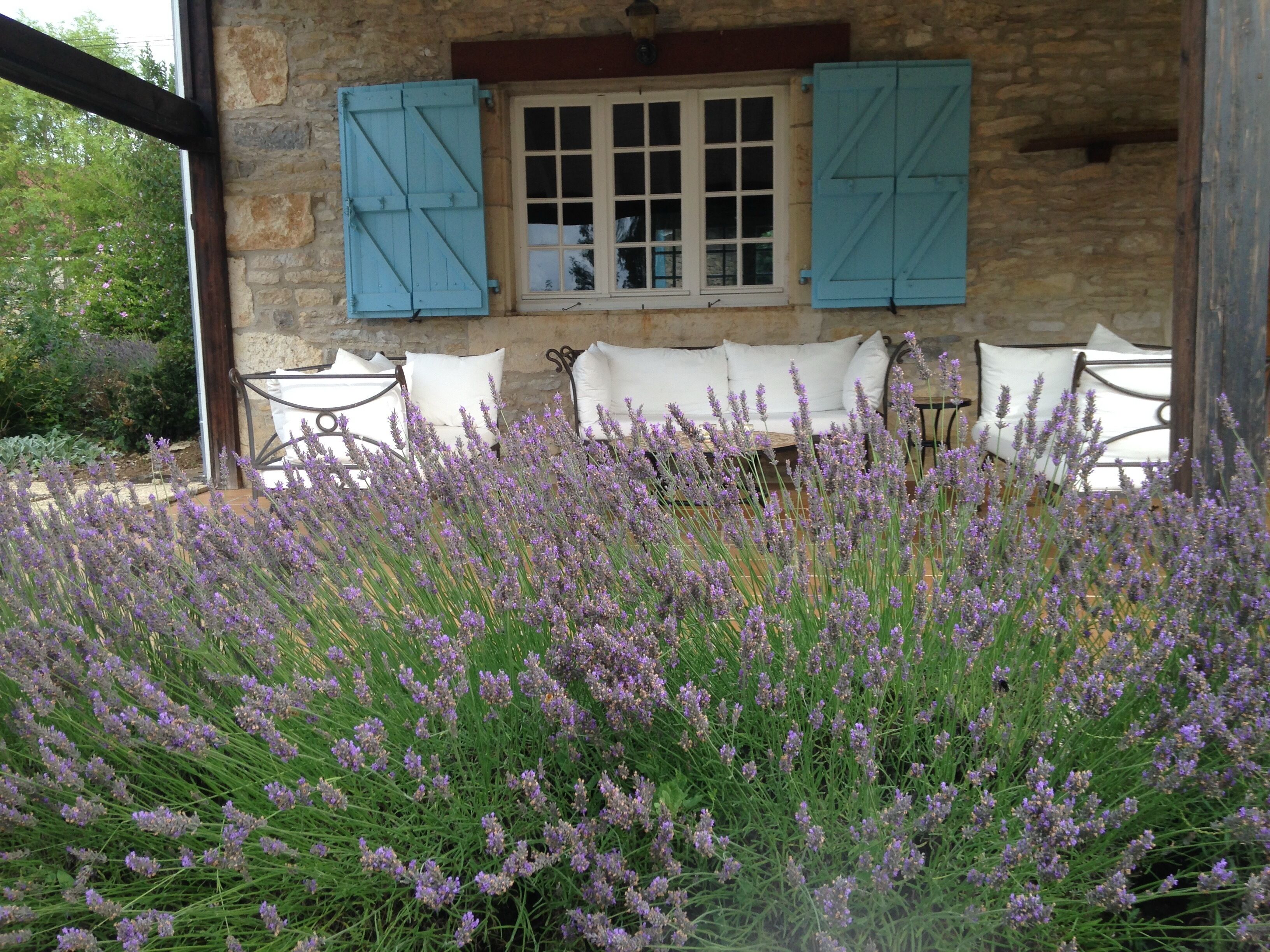 Lavender on the terrace