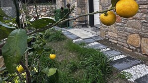 Ein Gebäude aus Stein mit modernem Design, ein Garten mit Zitronenbäumen und ein gepflasterter Weg zum Eingang.