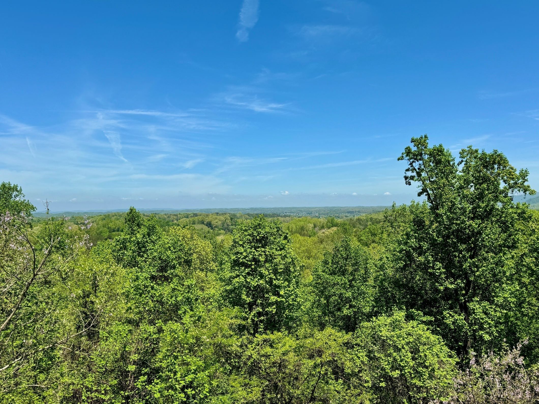 A forested landscape with a clear sky.