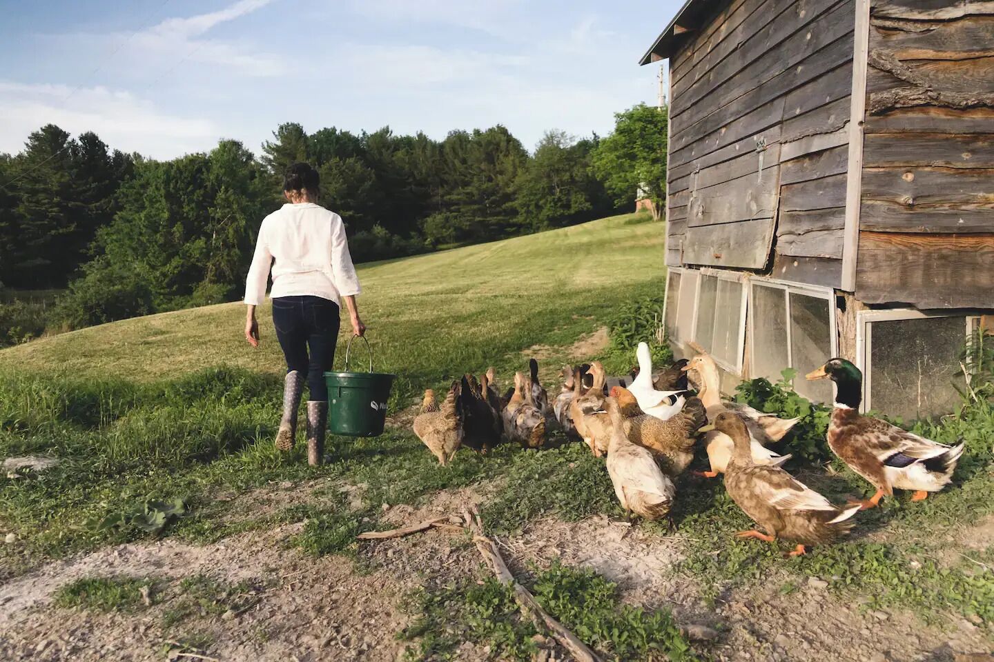 A person walking towards a group of ducks and chickens near a wooden building.