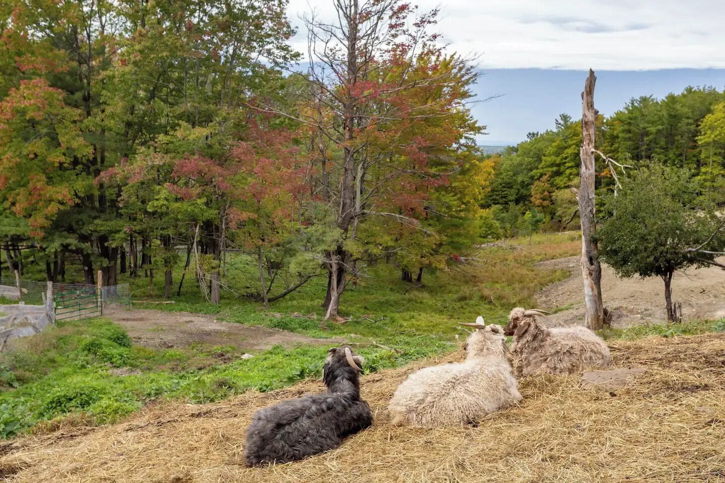 Paisaje rural con un grupo de cabras descansando en una colina cubierta de hierba.