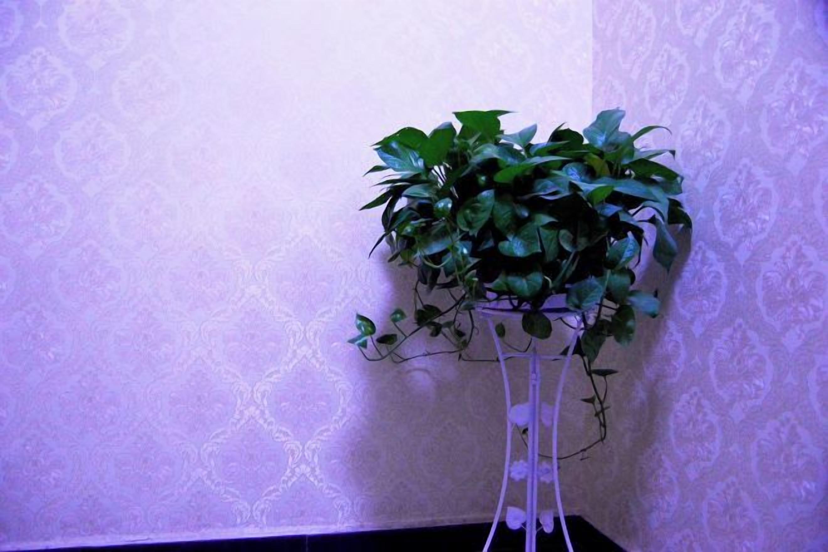 A potted plant on a white stand against a patterned wall.