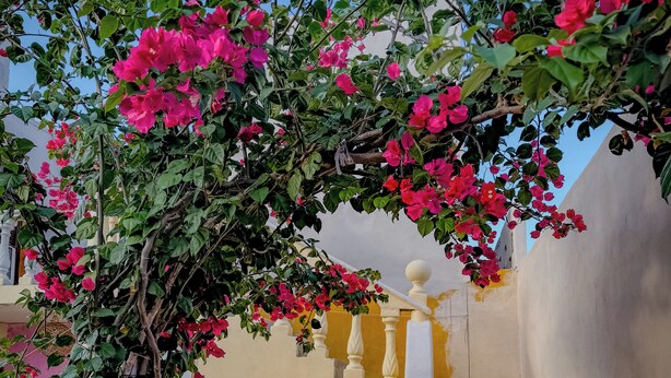 A staircase with a balustrade, surrounded by lush greenery and vibrant pink flowers. - Room for 3 people, 3 blocks from 5th avenue and public beach 🏖️🏝️ (Playa del Carmen)