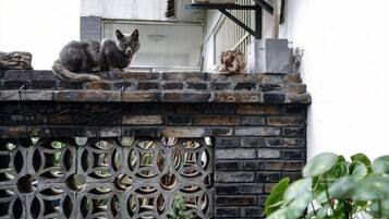 A cat on a brick wall with a decorative metal fence.