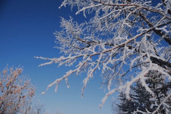 Cielo azul despejado con ramas de árboles cubiertas de nieve.