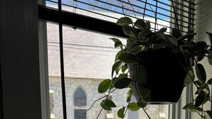 A window with a hanging plant, a stone wall, and a wooden fence in the background.