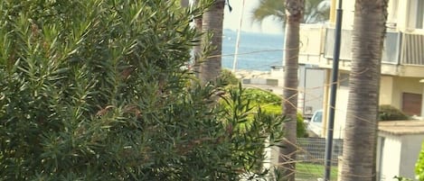 A view of a coastal area with tall palm trees and dense shrubbery.
