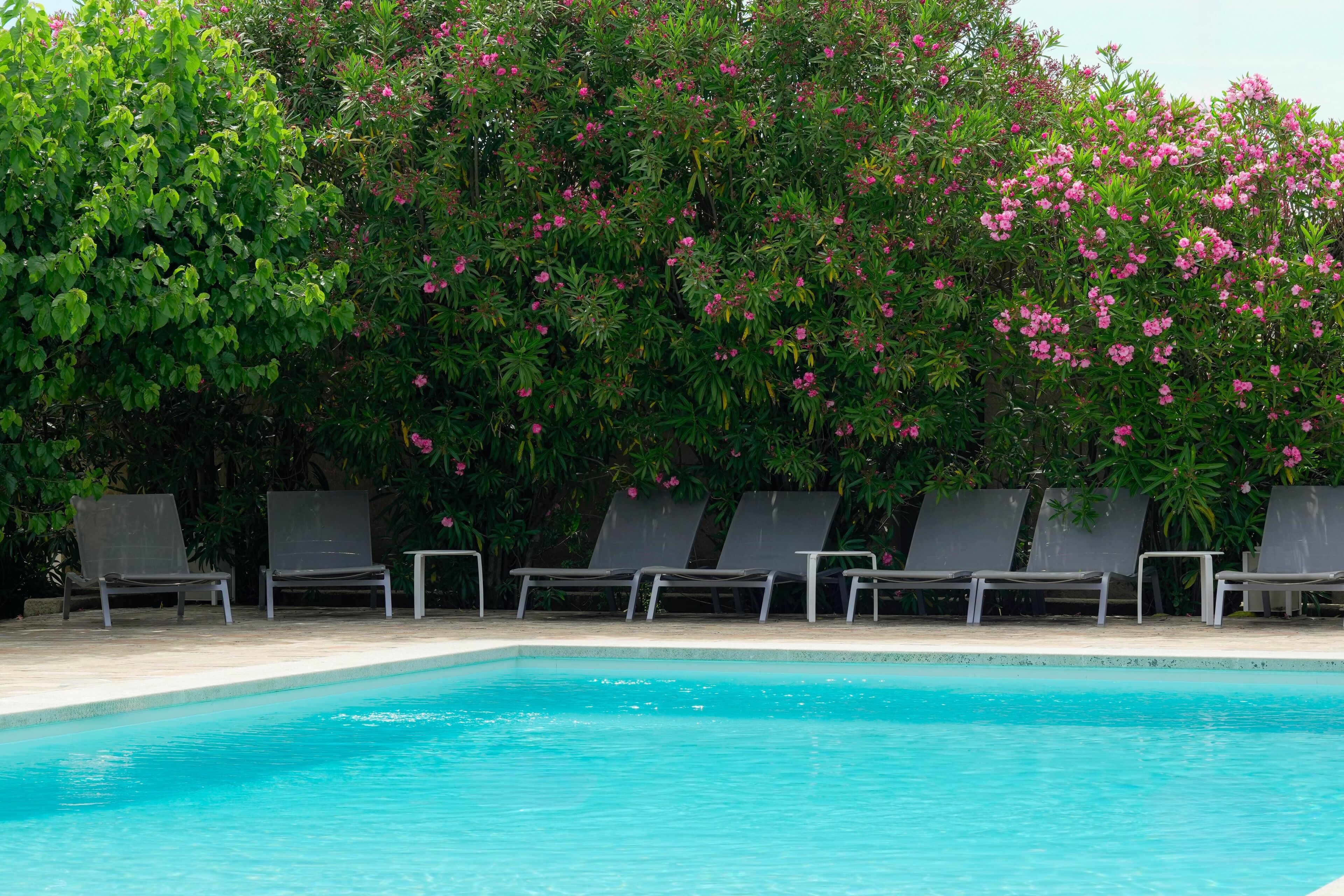 Ein Schwimmbecken mit Liegestühlen und einer dichten, grünen Hecke mit rosa Blüten.
