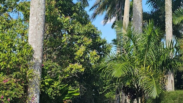 Un sentiero costeggiato da palme alte e vegetazione lussureggiante, che si inoltra in un ambiente tropicale rigoglioso.