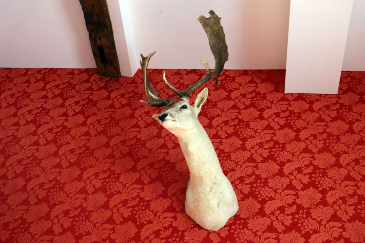 A deer head mounted on a wall with a red patterned carpet.