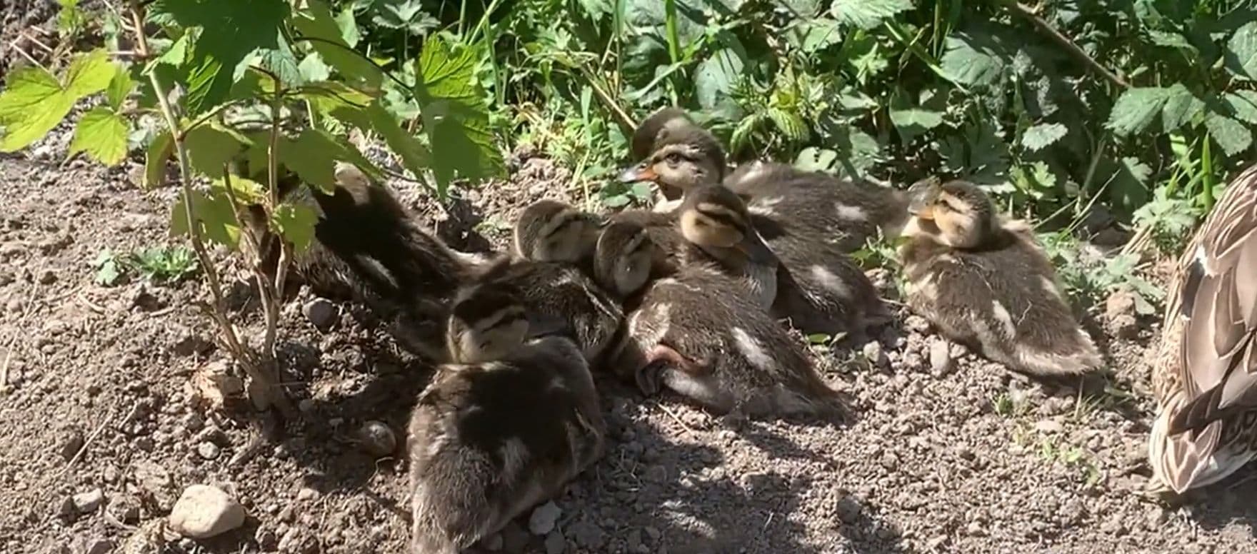 A group of ducks resting on the ground.