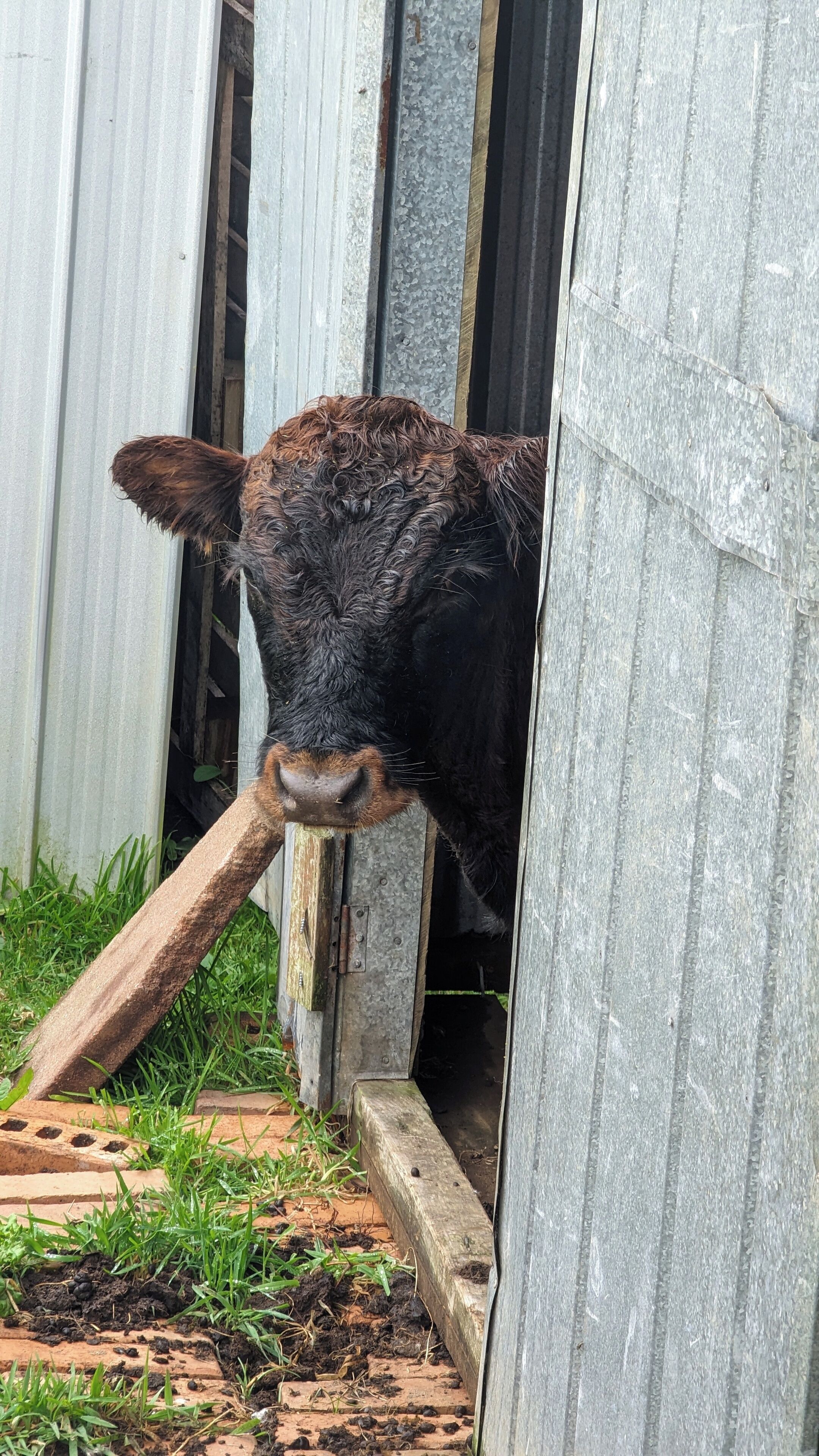 Une vache qui regarde à travers une porte en métal, avec de l’herbe et une structure en briques visibles.