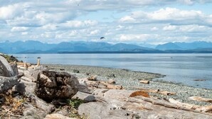 A rocky shoreline with driftwood and a calm lake, mountains in the background, and a partly cloudy sky. - Beachfront | Sandy Shore, Near Mt. Washington (Campbell River)