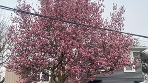 A house with a large tree in front, a garage, and a visible address number. - 
Historic beauty with partial lake views, walking distance to Burnside Marina!  (Burnside)