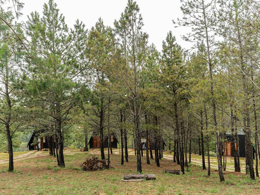 A forested area with multiple cabins, some with visible windows and doors, surrounded by trees and a clear path.