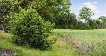 3 bedroom beautiful home in Nordborg