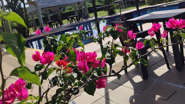Un espace piscine doté d’un coin salon abrité, entouré de palmiers et de fleurs roses éclatantes.