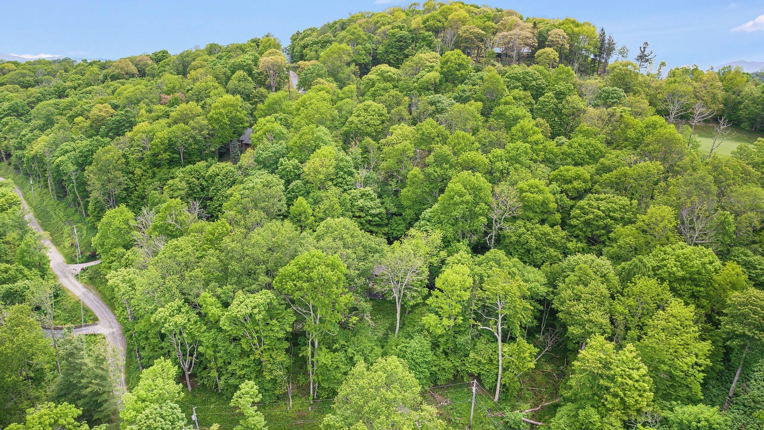 A dense forested hillside with a winding road.