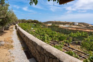 Viñedo con hileras de vides, un muro de piedra y cielo despejado.