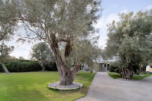 A well-maintained lawn with mature trees, a paved driveway, and a building in the background.
