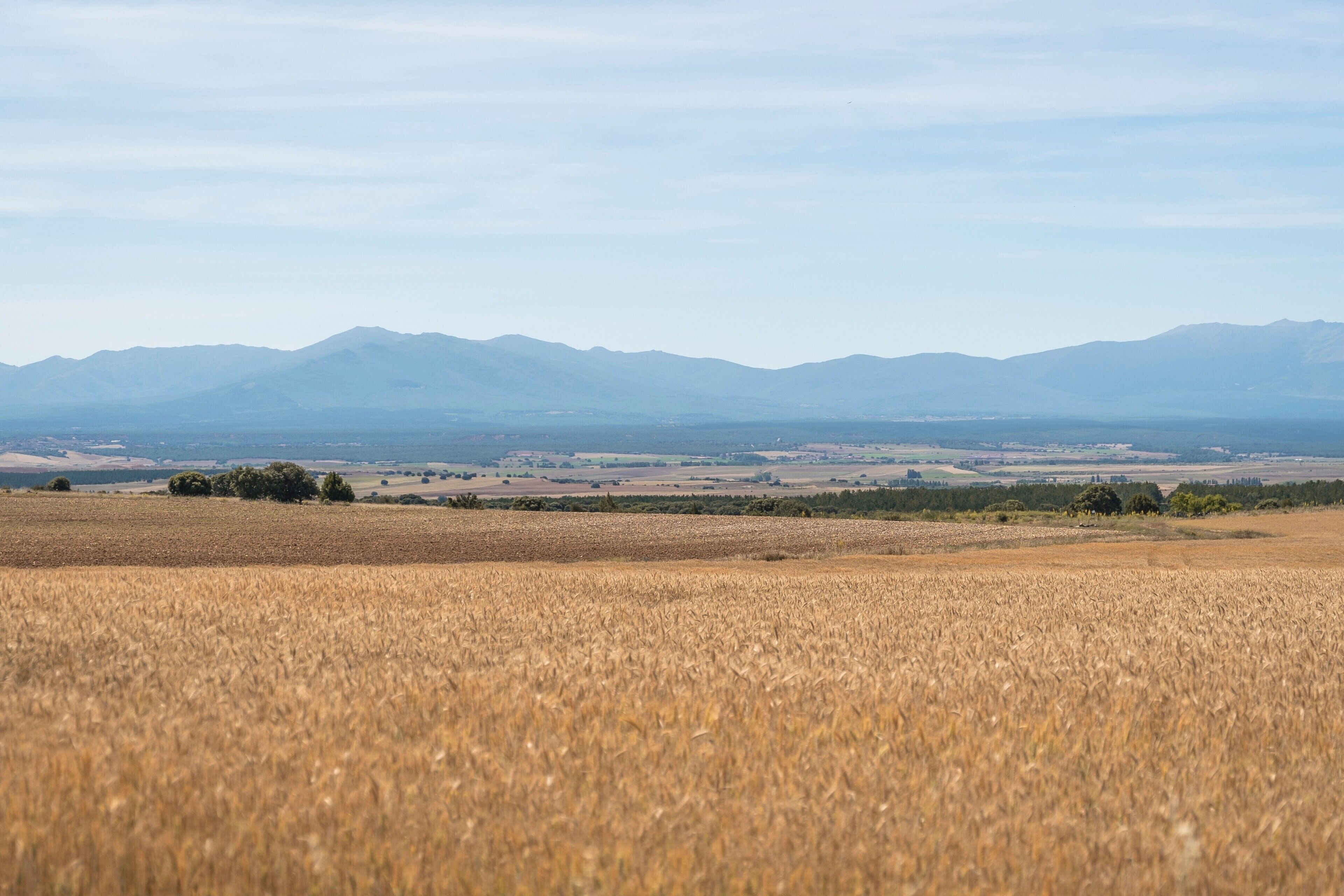 A field of golden wheat with distant mountains under a clear sky.