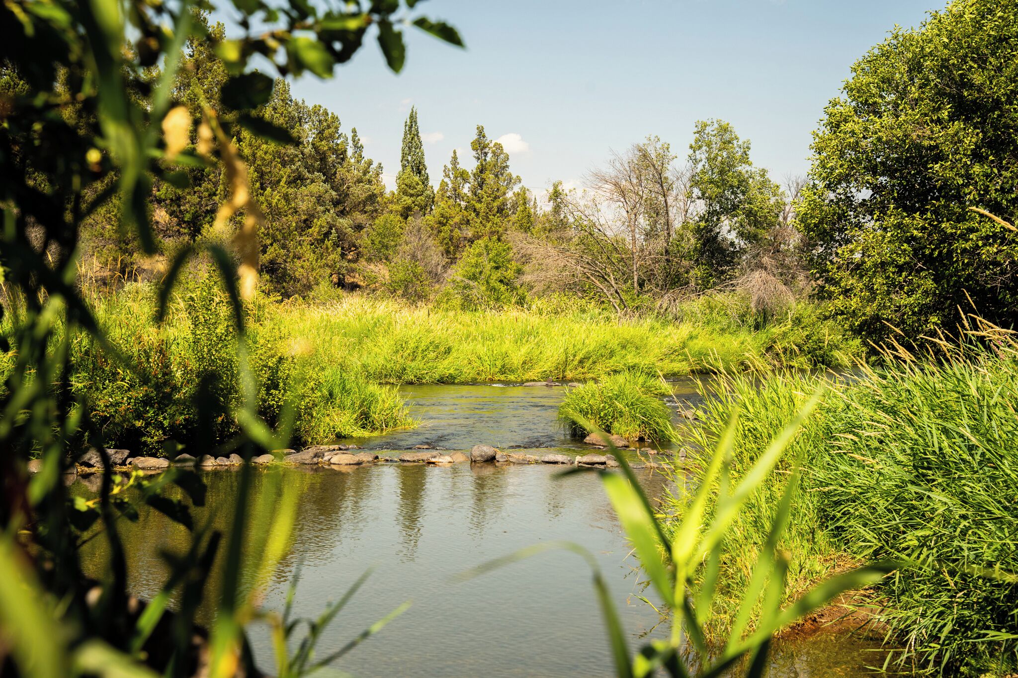 A serene outdoor setting with a small stream, surrounded by lush greenery and trees.