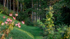 A forested area with a grassy slope and dense trees. - Chalet 'Himmel' with Mountain View, Private Garden and Wi-Fi (Nova Ponente)