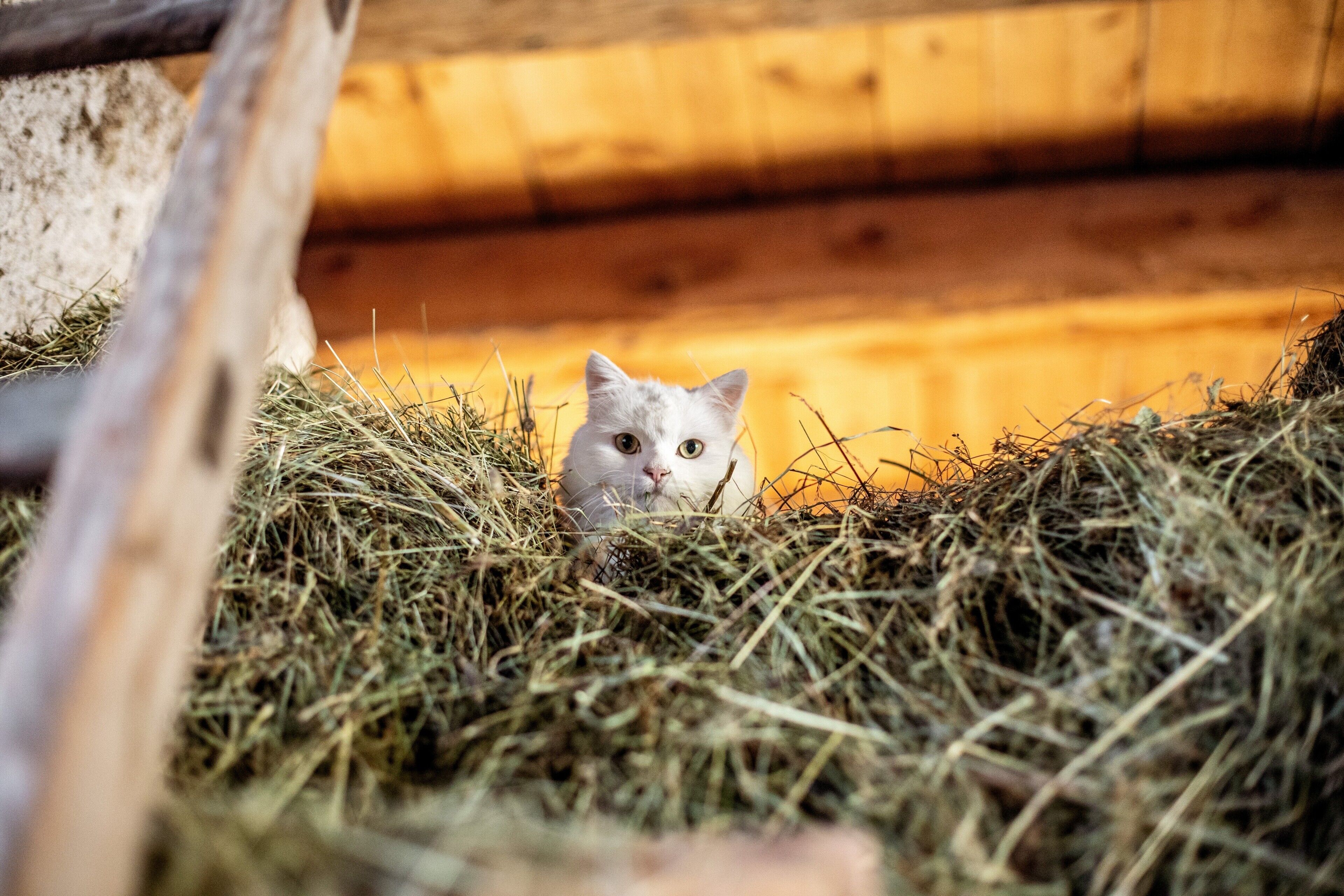 Un gato asomándose entre el heno en una construcción de madera rústica.