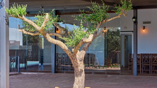 A tree with a thick trunk and multiple branches, surrounded by rocks and small plants, in an outdoor area with a glass wall and wooden furniture in the background.