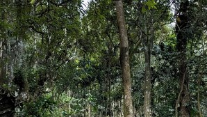 Exterior - The Hive Wayanad By Kondody Hotels (Vythiri)