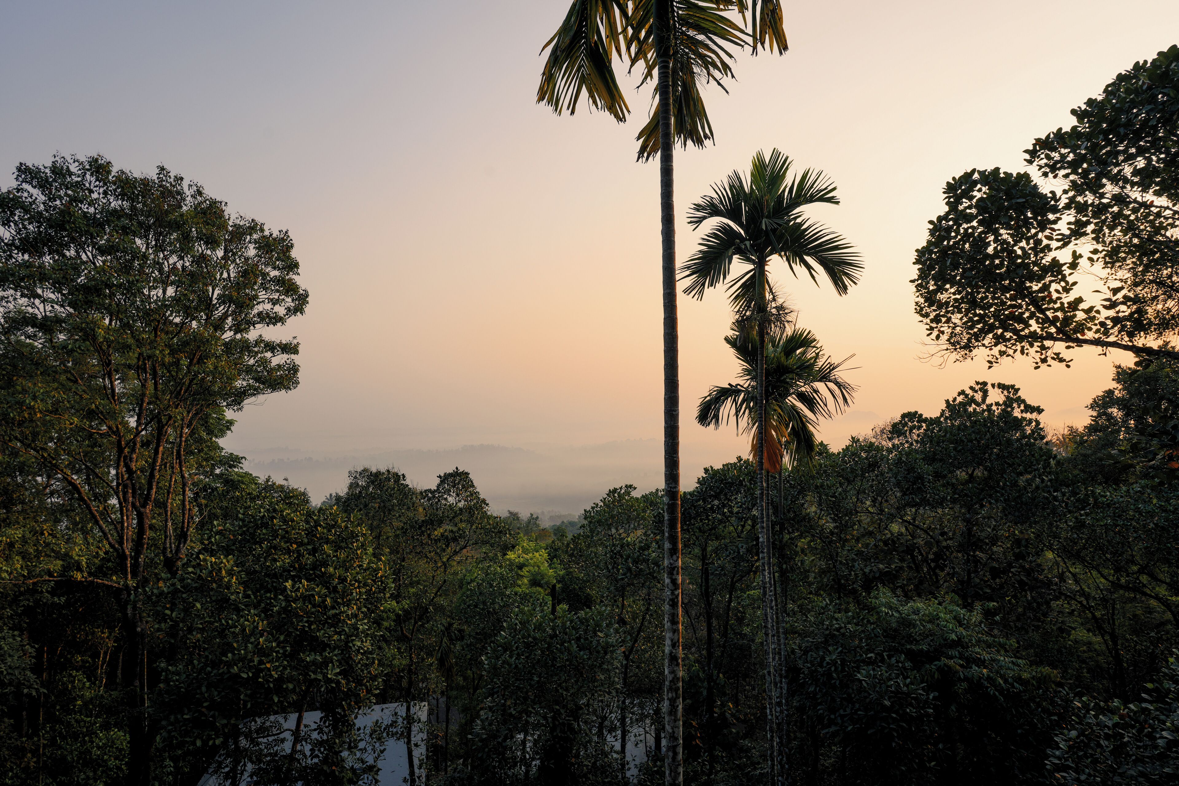 A dense forest with tall trees and a clear sky.