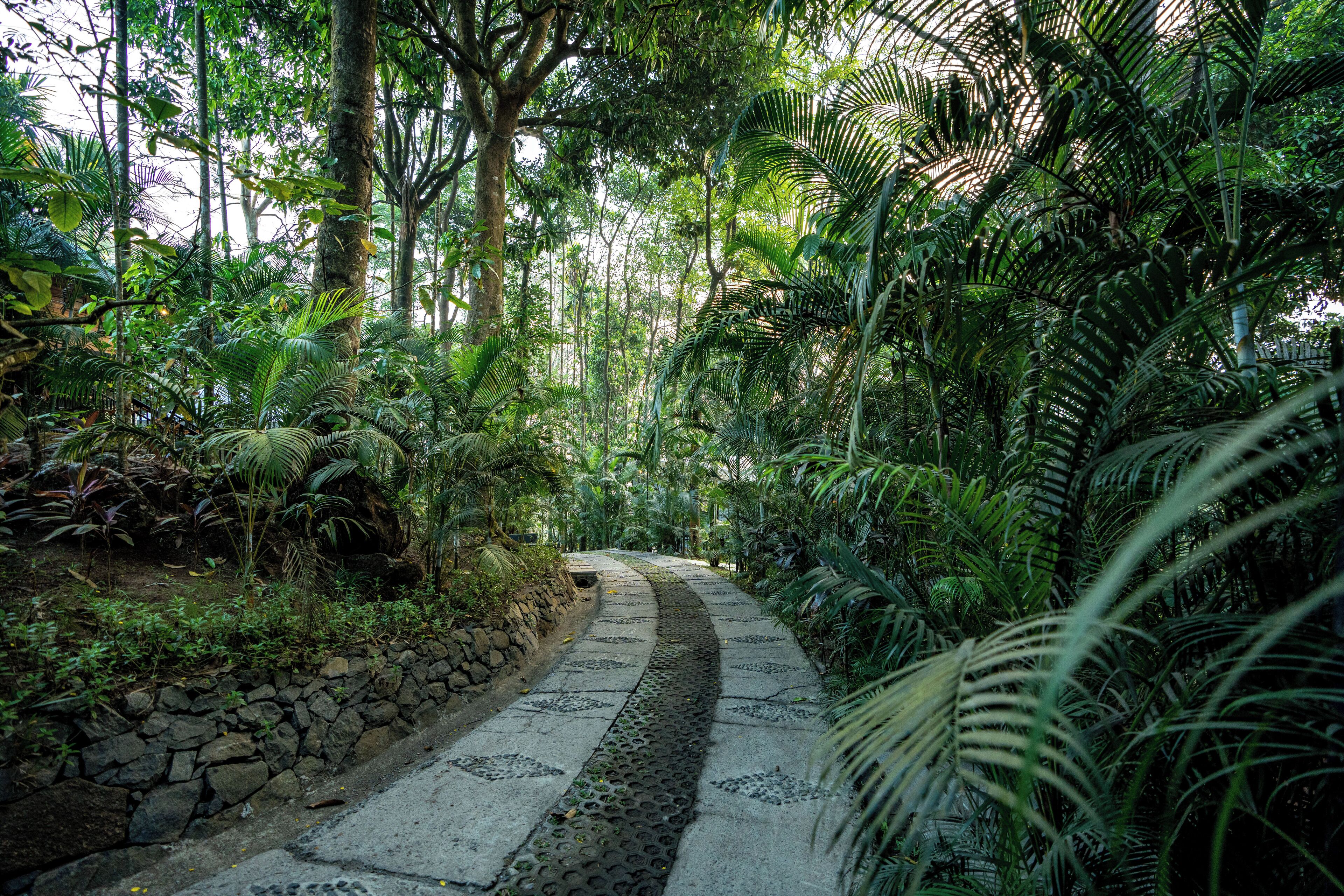 A pathway through a lush, green forest with stone walls on one side and dense foliage on the other.