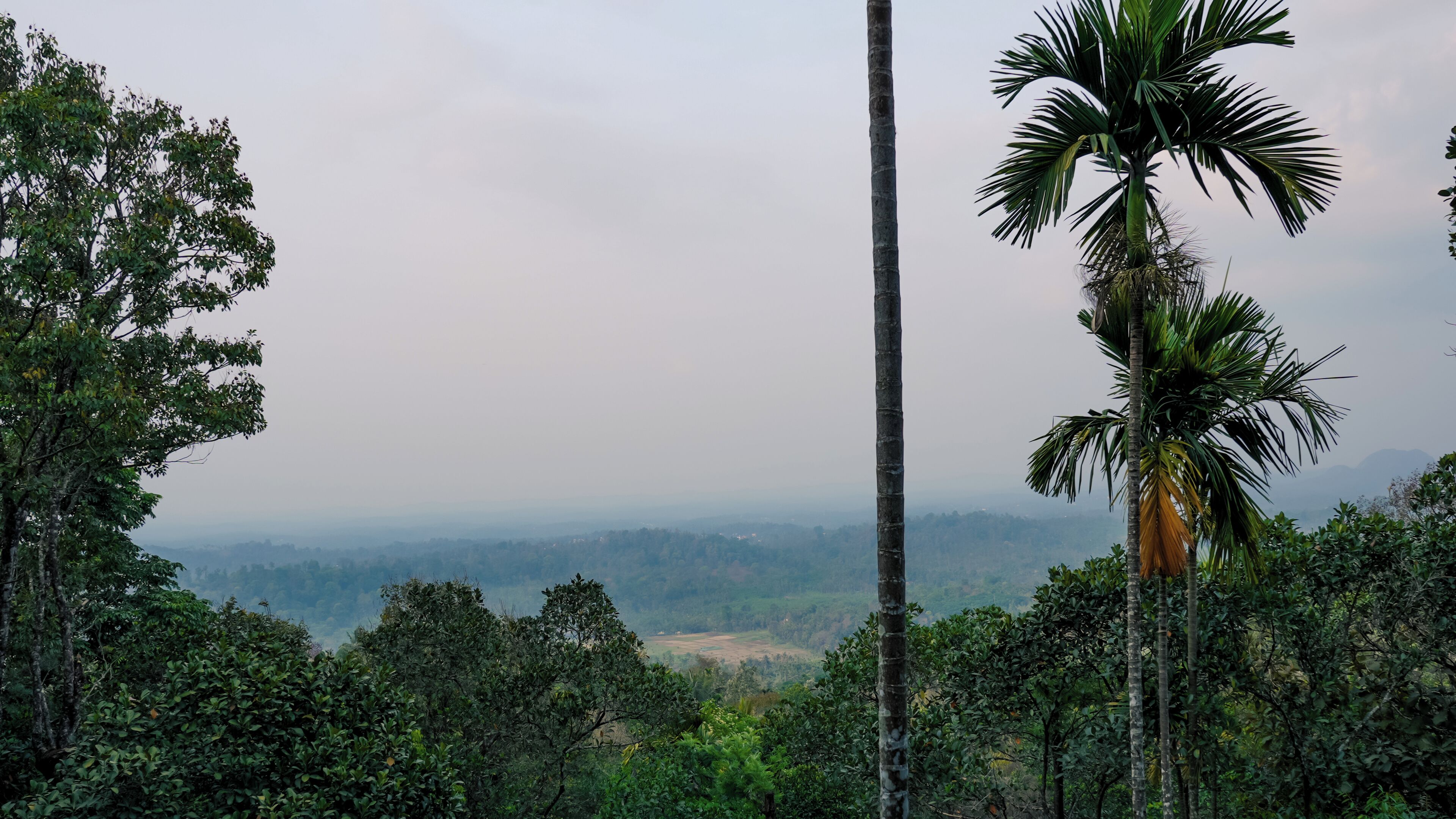 A dense forest with tall trees and a view of distant hills.