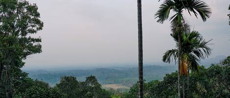A dense forest with tall trees and a view of distant hills.