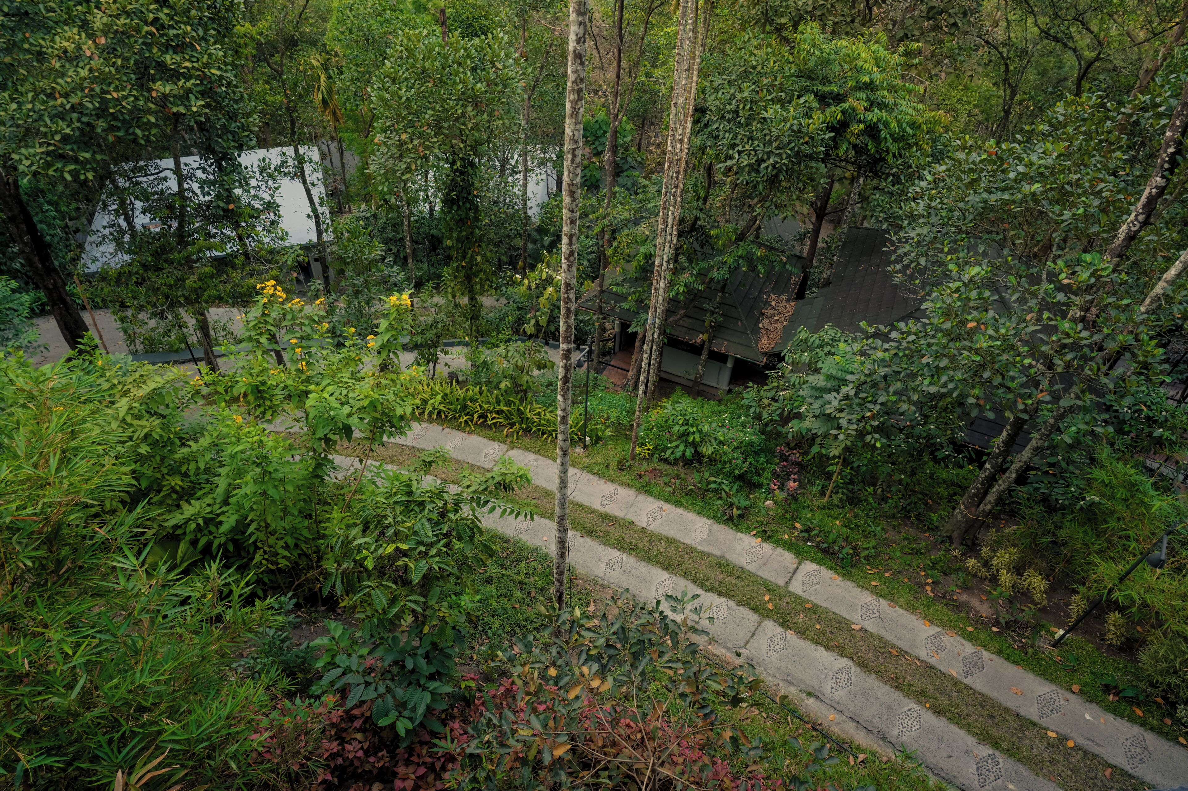 A pathway through a lush garden with various plants and trees.
