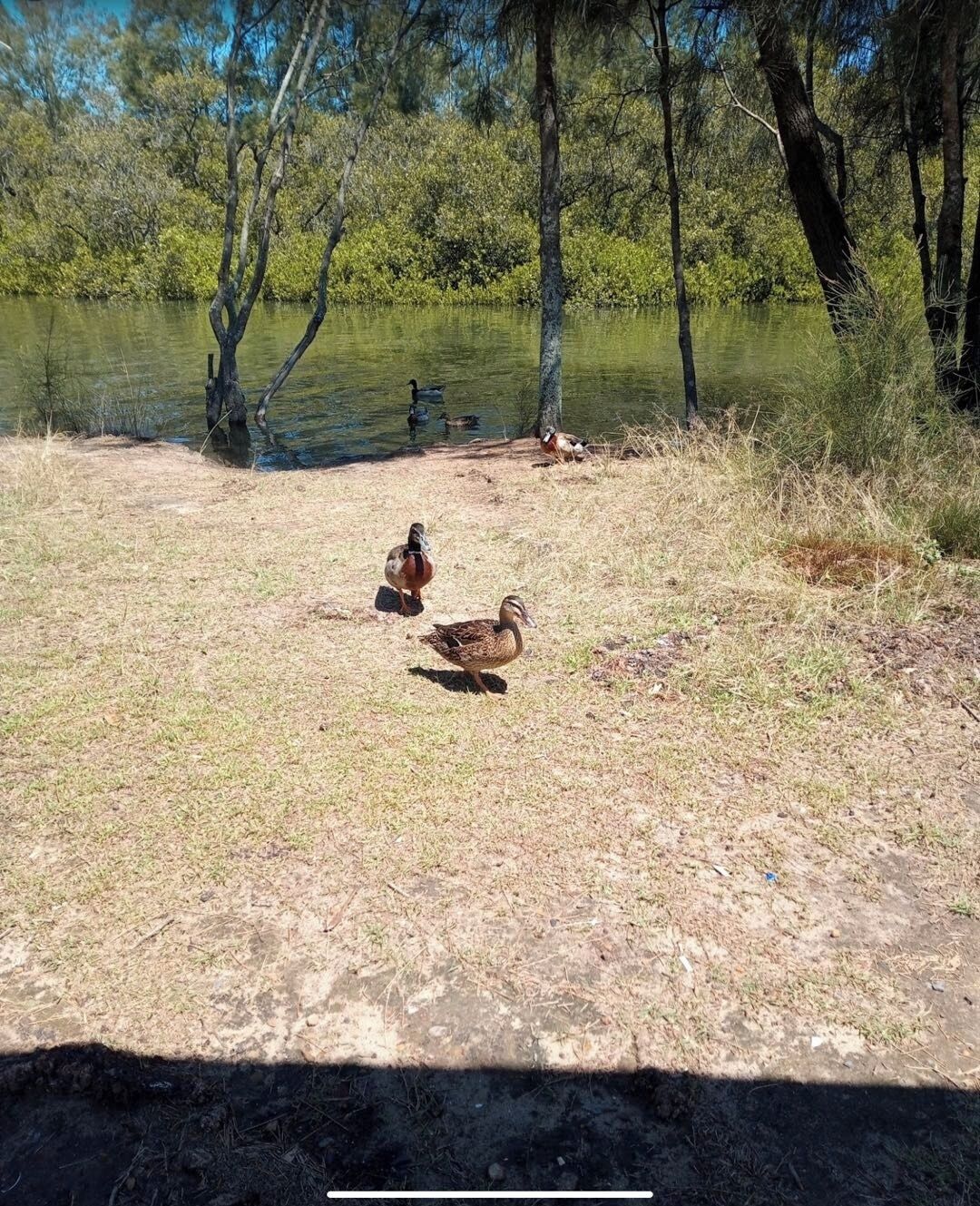 A natural setting with a pond, grassy area, and trees.