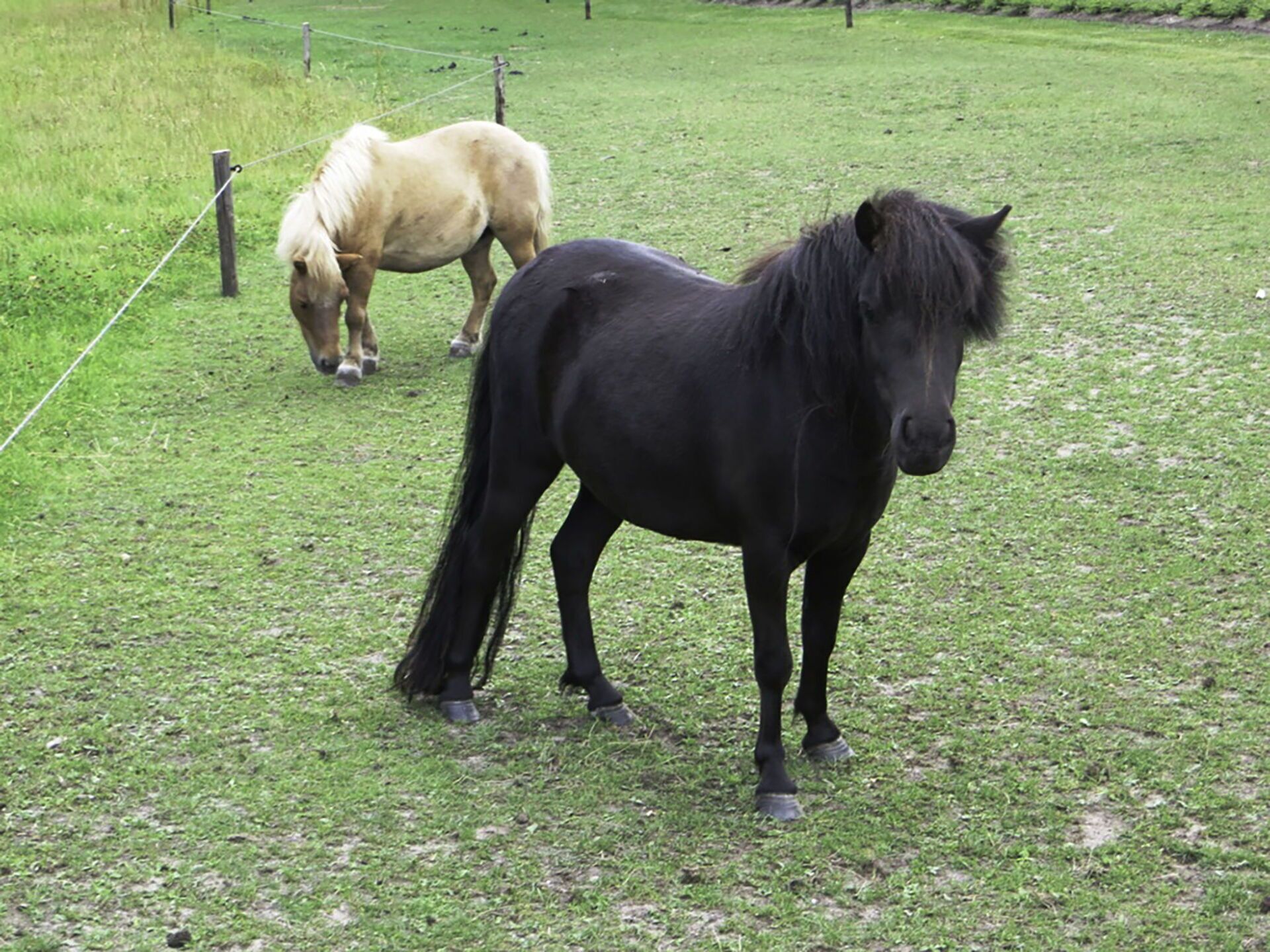 Cheval, Plante, Prairie, Pâturage, Herbe, Paysage Naturel, Prairie