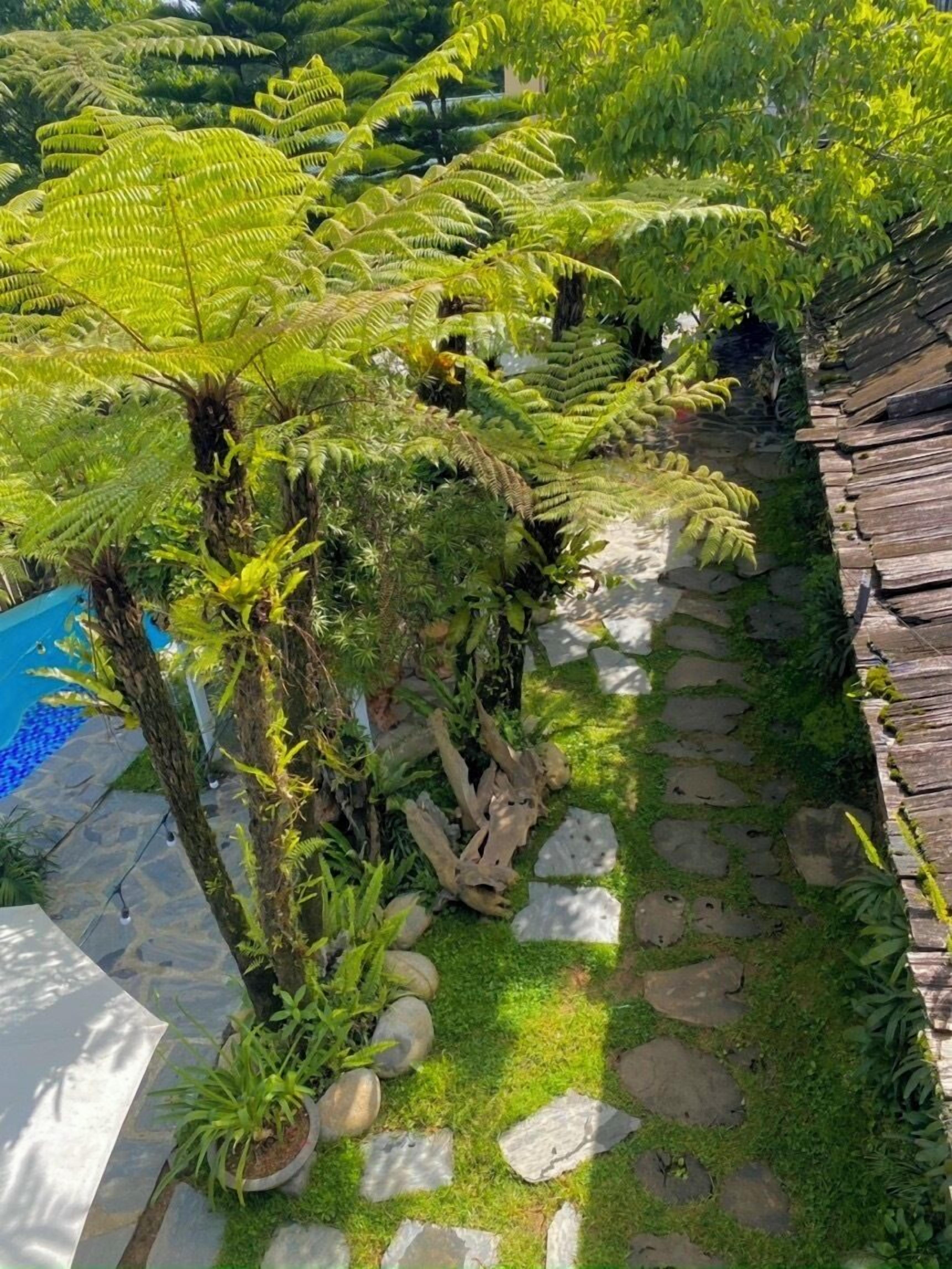 A garden with ferns, a stone pathway, and a wooden fence.