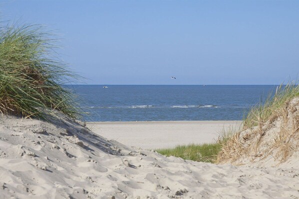 Beach - Dandelion Modern retreat (Leezdorf)