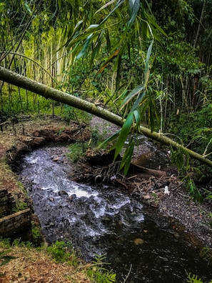 A natural stream with a fallen tree over it, surrounded by dense greenery.
