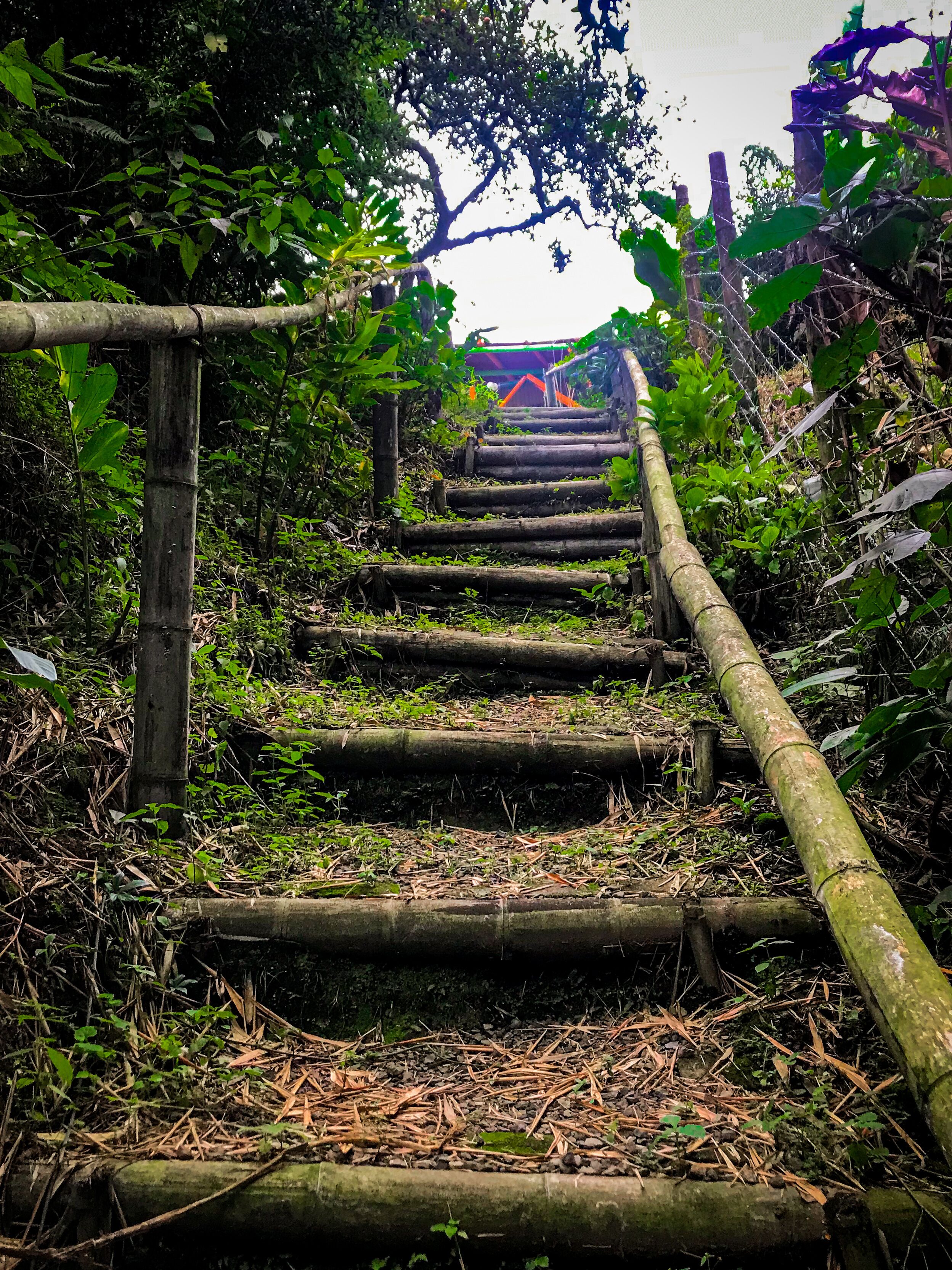 A staircase surrounded by dense foliage and bamboo.