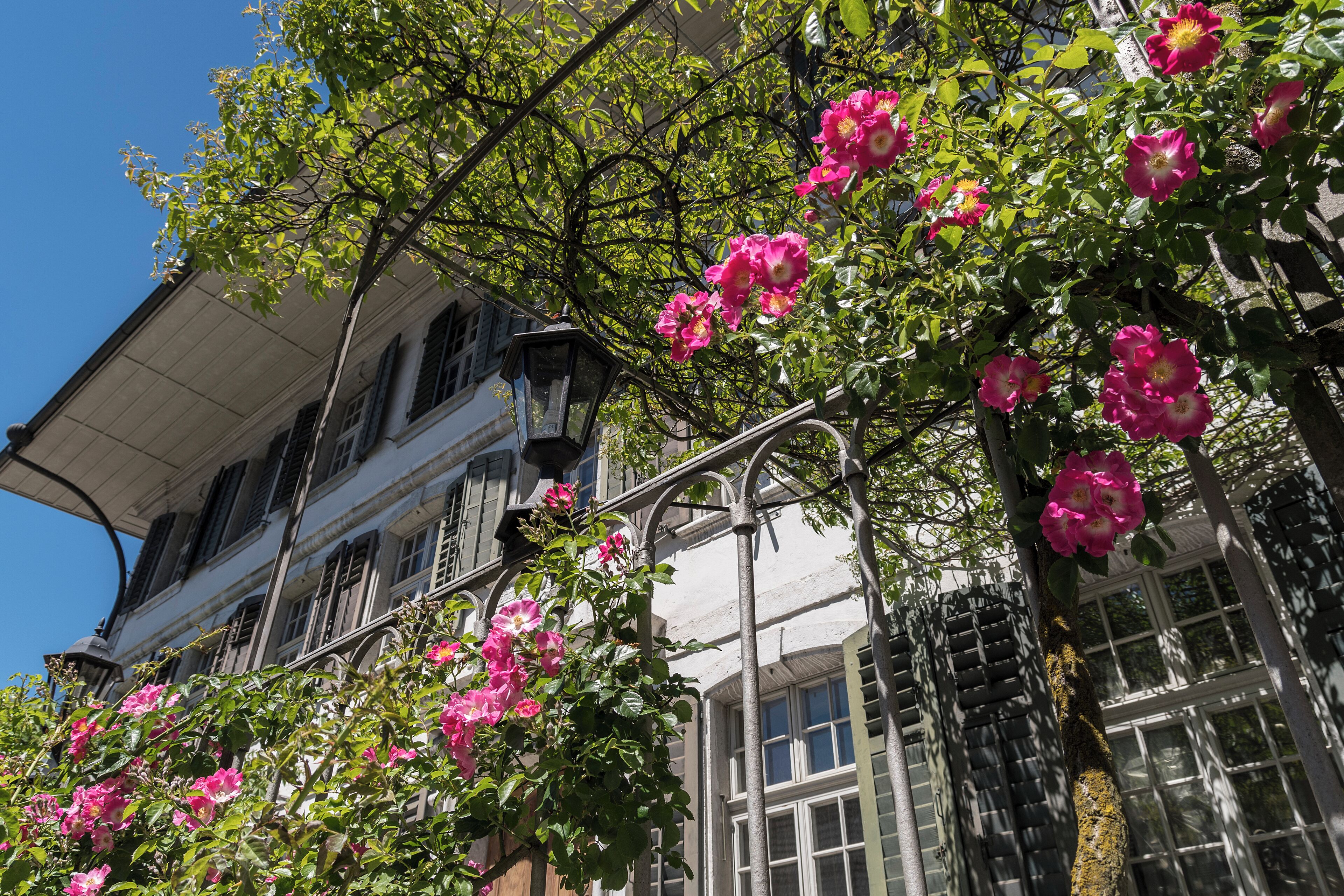 A building with multiple windows and a tree with pink flowers.