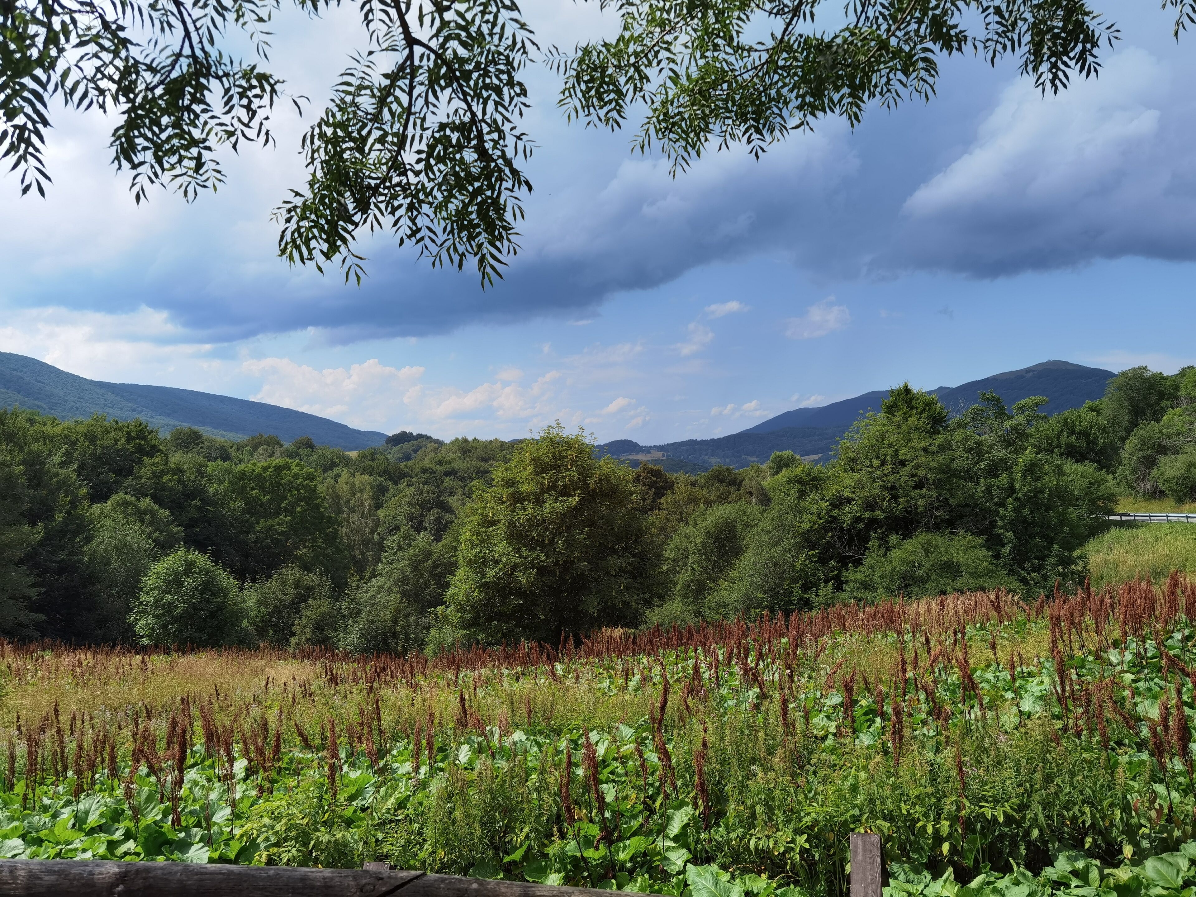 A lush landscape with a field of tall plants in the foreground, dense forest in the midground, and mountains in the background under a partly cloudy sky.