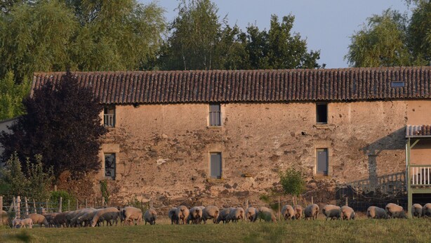 A rustic building with a tiled roof and multiple windows, surrounded by a grassy field with a herd of sheep. - Charming family cottage with garden and Wifi, pets allowed (Montilliers)
