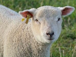 Un mouton avec une étiquette jaune à l’oreille, dans un champ herbeux.