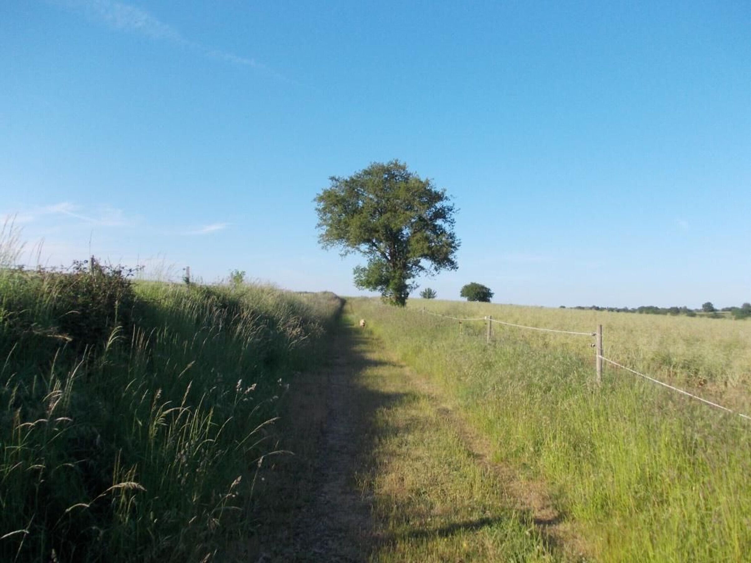 A dirt path leading through a grassy field with a tree on the right.