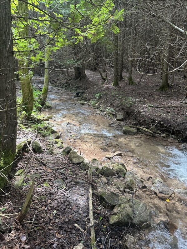 Un arroyo en el bosque con rocas y árboles.