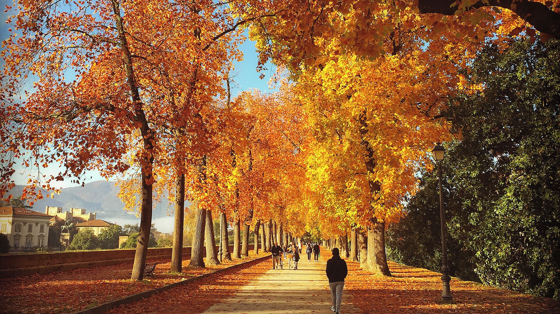 A tree-lined pathway with benches and people walking.