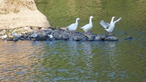 A group of geese on a rocky shore by a body of water. - Le Gîte des Pêcheurs au Calme à 5 mn de Terra Botanica (Cantenay-Épinard)